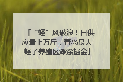 “蛏”风破浪！日供应量上万斤，青岛最大蛏子养殖区滩涂掘金
