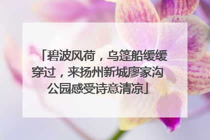 碧波风荷，乌篷船缓缓穿过，来扬州新城廖家沟公园感受诗意清凉