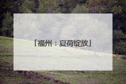 福州：夏荷绽放