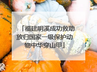 福建明溪成功救助放归国家一级保护动物中华穿山甲