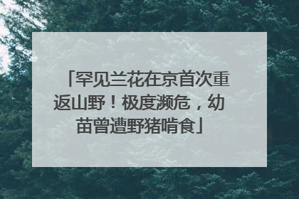 罕见兰花在京首次重返山野！极度濒危，幼苗曾遭野猪啃食