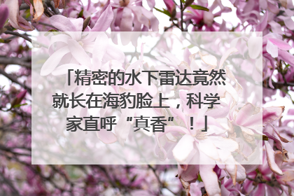 精密的水下雷达竟然就长在海豹脸上，科学家直呼“真香”！