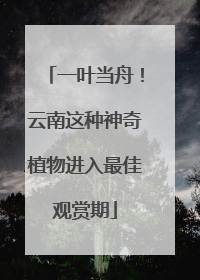 一叶当舟！云南这种神奇植物进入最佳观赏期