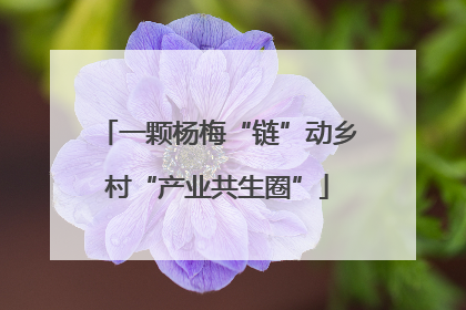 一颗杨梅“链”动乡村“产业共生圈”