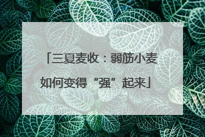 三夏麦收：弱筋小麦如何变得“强”起来