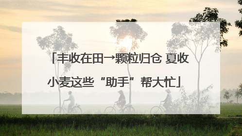 丰收在田→颗粒归仓 夏收小麦这些“助手”帮大忙