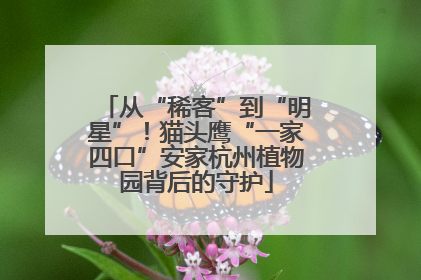 从“稀客”到“明星”！猫头鹰“一家四口”安家杭州植物园背后的守护
