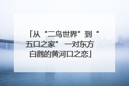 从“二鸟世界”到“五口之家” 一对东方白鹳的黄河口之恋