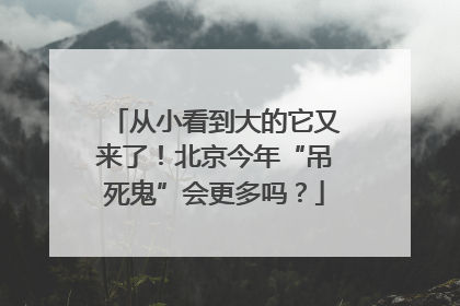 从小看到大的它又来了！北京今年“吊死鬼”会更多吗？