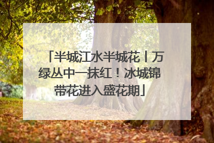 半城江水半城花丨万绿丛中一抹红!冰城锦带花进入盛花期
