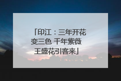 印江：三年开花变三色 千年紫薇王盛花引客来