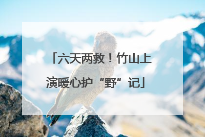 六天两救！竹山上演暖心护“野”记