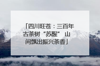 四川旺苍：三百年古茶树“苏醒” 山间飘出振兴茶香