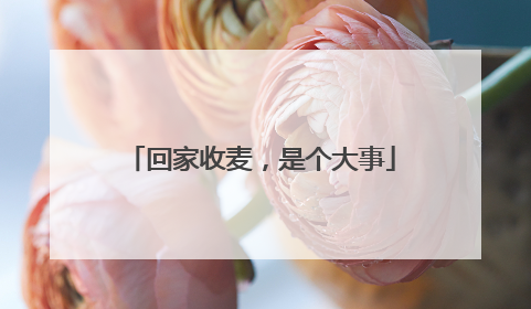 回家收麦，是个大事