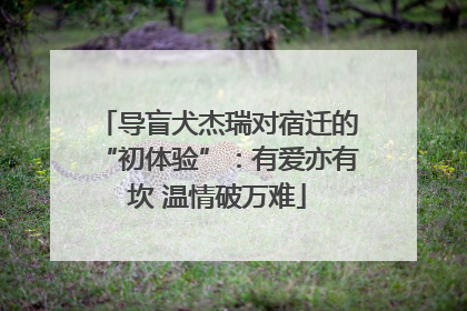 导盲犬杰瑞对宿迁的“初体验”：有爱亦有坎 温情破万难