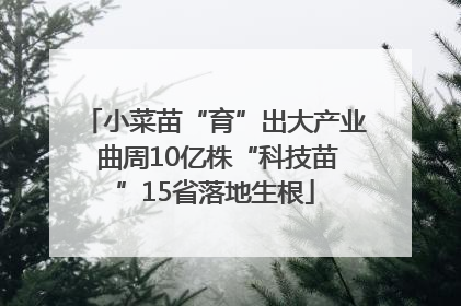 小菜苗“育”出大产业 曲周10亿株“科技苗”15省落地生根
