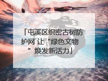 屯溪区织密古树防护网 让“绿色文物”焕发新活力