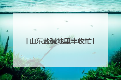 山东盐碱地里丰收忙
