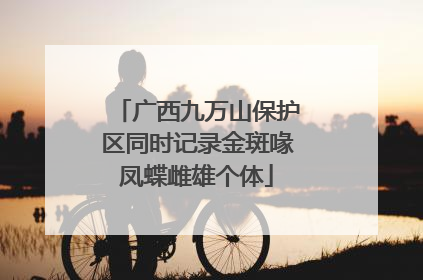广西九万山保护区同时记录金斑喙凤蝶雌雄个体