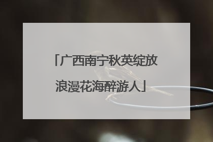 广西南宁秋英绽放 浪漫花海醉游人
