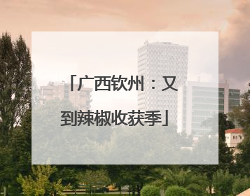 广西钦州：又到辣椒收获季