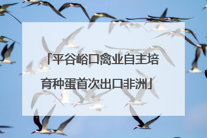 平谷峪口禽业自主培育种蛋首次出口非洲