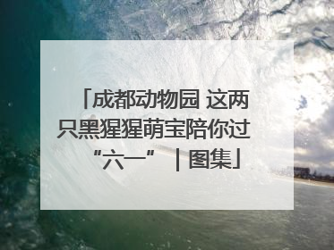 成都动物园 这两只黑猩猩萌宝陪你过“六一”｜图集