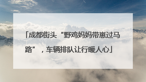 成都街头“野鸡妈妈带崽过马路”，车辆排队让行暖人心