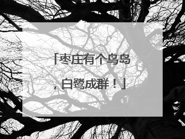 枣庄有个鸟岛，白鹭成群！