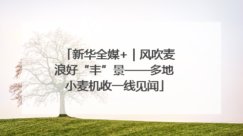 新华全媒+｜风吹麦浪好“丰”景——多地小麦机收一线见闻