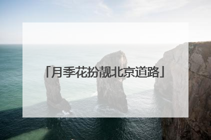 月季花扮靓北京道路