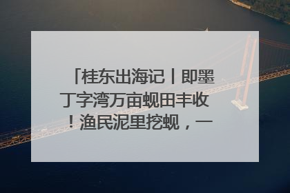 桂东出海记丨即墨丁字湾万亩蚬田丰收！渔民泥里挖蚬，一天上岸过千斤