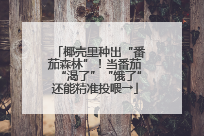 椰壳里种出“番茄森林”！当番茄“渴了”“饿了”还能精准投喂→