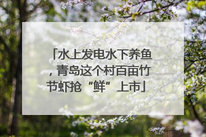 水上发电水下养鱼，青岛这个村百亩竹节虾抢“鲜”上市