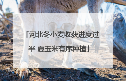 河北冬小麦收获进度过半 夏玉米有序种植