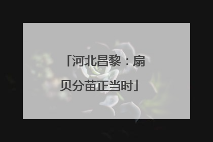 河北昌黎：扇贝分苗正当时