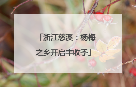 浙江慈溪：杨梅之乡开启丰收季
