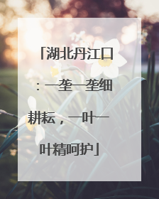 湖北丹江口：一垄一垄细耕耘，一叶一叶精呵护