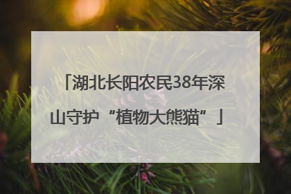 湖北长阳农民38年深山守护“植物大熊猫”