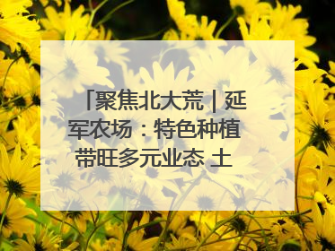 聚焦北大荒｜延军农场：特色种植带旺多元业态 土地焕发新活力