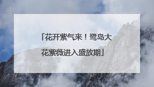 花开紫气来！鹭岛大花紫薇进入盛放期