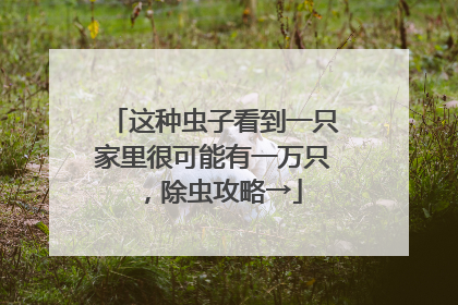 这种虫子看到一只家里很可能有一万只，除虫攻略→