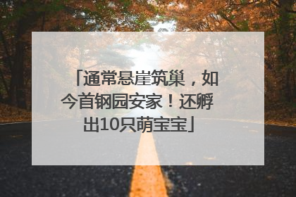 通常悬崖筑巢，如今首钢园安家！还孵出10只萌宝宝