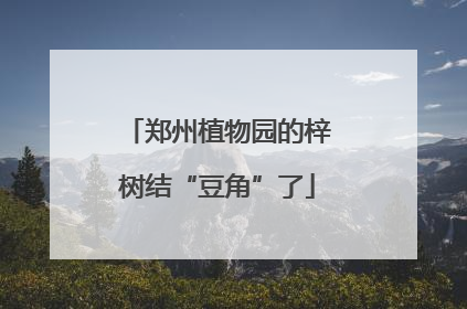 郑州植物园的梓树结“豆角”了
