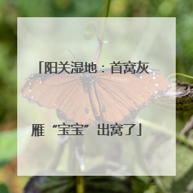 阳关湿地：首窝灰雁“宝宝”出窝了