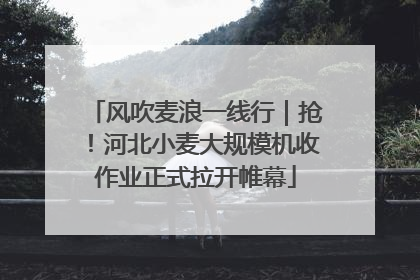 风吹麦浪一线行｜抢！河北小麦大规模机收作业正式拉开帷幕