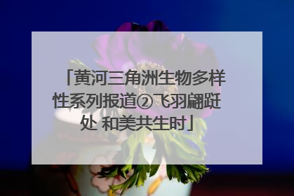 黄河三角洲生物多样性系列报道②飞羽翩跹处 和美共生时